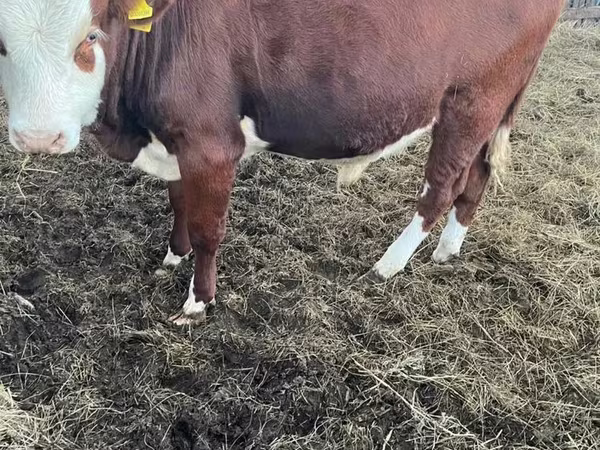 أبقار (دفعة، الجنس غير محدد), Simmental cattle