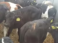 Cattle (batch, sex not specified), Simmental cattle — photo 2
