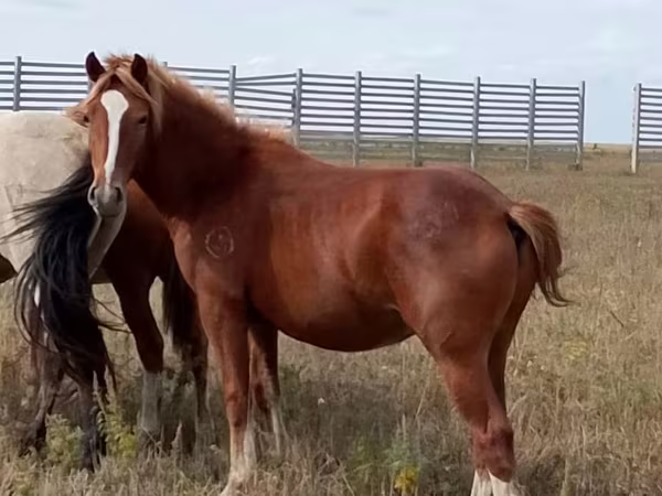 Horse (M), Horses