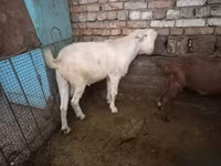 Billy Goat, Goats — photo 5