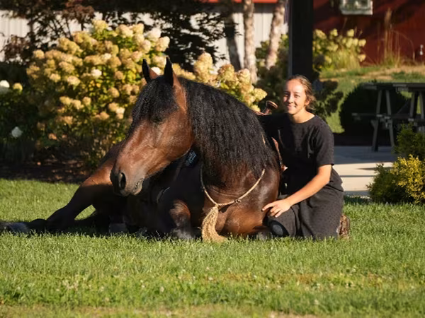 Horse (M), Racking Horse
