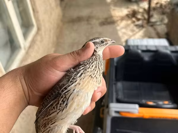 Golden Italian