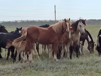 Horse (M), Horses — photo 7