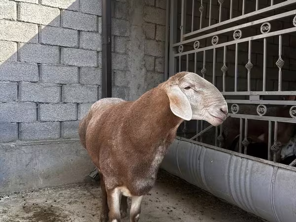 Carnero, Arashan sheep