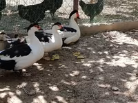 Magpie — photo 4