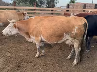 بقرة, Swiss cattle — الصورة 3