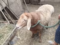 公羊, Sheep — 照片 2
