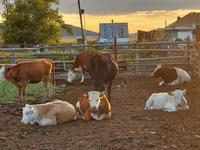 Vaca, Ganado vacuno — foto 3