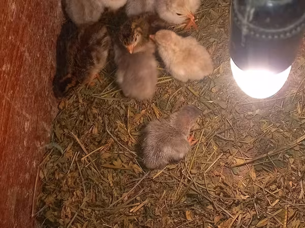 Chickens