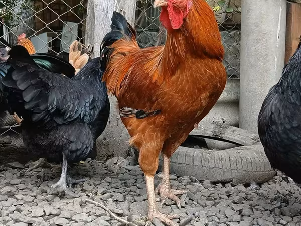Chickens
