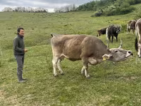 公牛, Brown Carpathian breed — 照片 2
