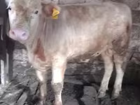 ثور, Simmental cattle — الصورة 2