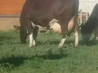 Kuh, Holstein-Rasse — Foto 2