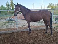 Stute, Kazakh horse — Foto 2