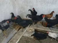أوسترالورب — الصورة 2