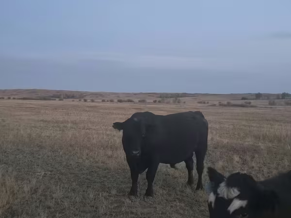 Bulle, Latvian Blue cattle