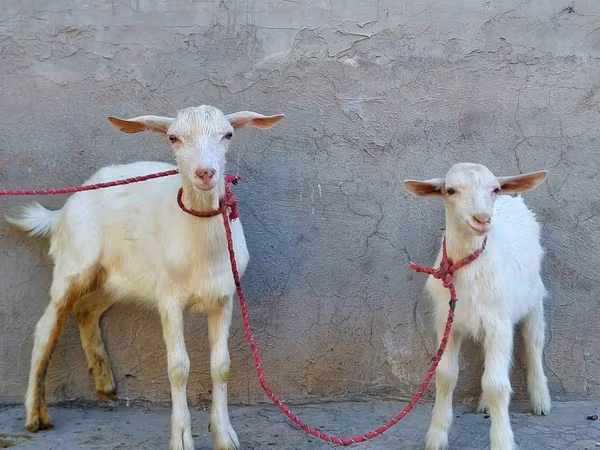 Cabra, Saanen goat
