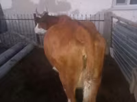 بقرة, Simmental cattle — الصورة 2