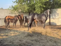 Hengst, Orlov Trotter — Foto 1