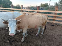 بقرة, Swiss cattle — الصورة 8