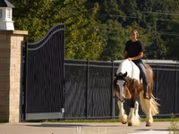 Horse (M), Pinto horses — photo 7