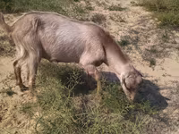 Billy Goat, Goats — photo 2