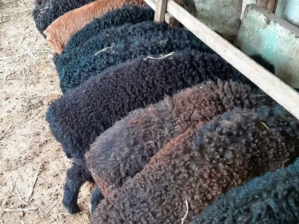 Ram, Arabi sheep