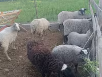 Ram, Romanov sheep — photo 3