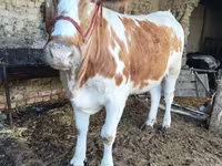 公牛, Simmental cattle — 照片 1