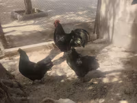 ऑस्ट्रेलॉर्प — फ़ोटो 2