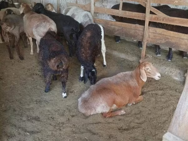 Camella, Camellos
