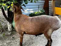 Ovejas (lote, sexo no especificado), Ovejas — foto 2