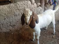 Billy Goat, Boer goat — photo 2