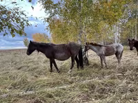 Mare, Horses — photo 3