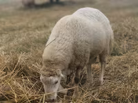 Ram, Bardhoka sheep — photo 3