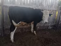 Bull, Russian Black pied cattle — photo 6