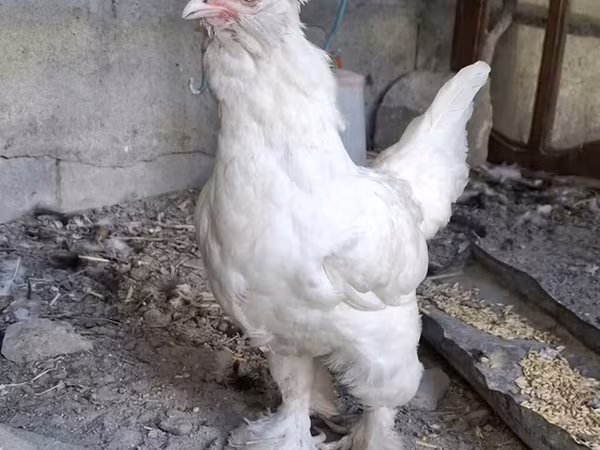 Sultan