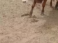 ثور, الماشية — الصورة 3