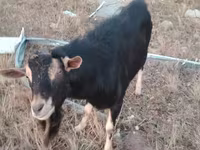 تيس, Alpine goat — الصورة 3