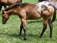 母马, Appaloosa — 照片 2