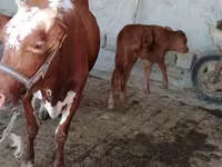 بقرة, Simmental cattle — الصورة 2