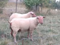 公羊, Rouge de l’Ouest sheep — 照片 2