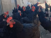 Gallo de pelea de fosa australiano — foto 1