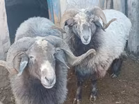 मेढ़ा, Arabi sheep — फ़ोटो 1