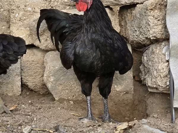 أستراليان بيت غيم فاول