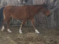 Stute, Kazakh horse — Foto 4