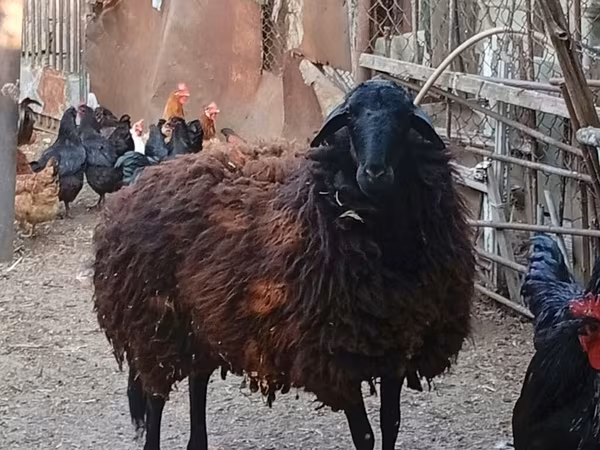 Овца, Карабахская овца