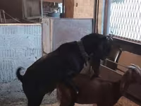 عنزة, Beetal goats — الصورة 8