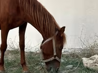 حصان, Karabakh horse — الصورة 1