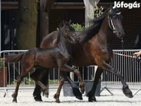 حصان, Friesian — الصورة 1